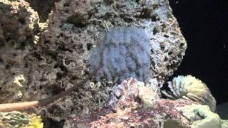 An upside-down waterfall of baby octopuses is equal parts adorable and gross